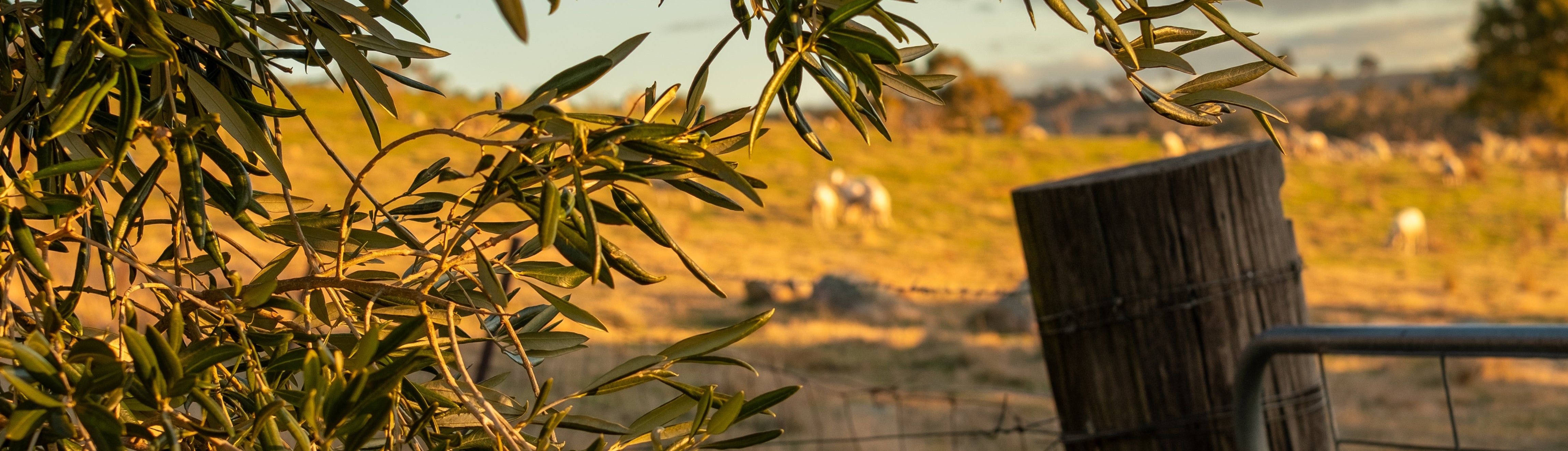 A scenic outdoor Australian landscape with golden grassy hills, a wooden fence post, wire fencing, and leafy green branches in the foreground.