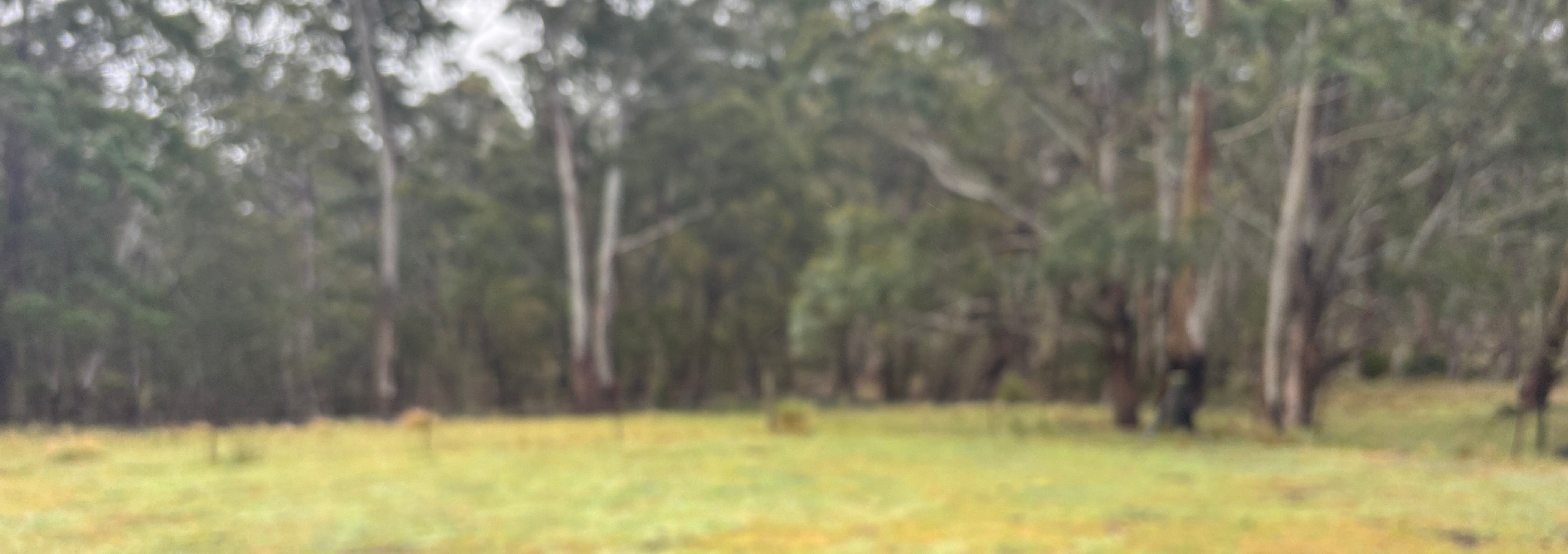 Wooden post with a blurred forest background